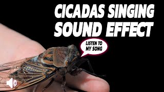 Summer Cicada Sounds In Southern Ontario Canada [upl. by Ettennor178]