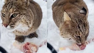 Bobcat Makes Creepy Sounds While Enjoying Her Food  WooGlobe [upl. by Doehne]