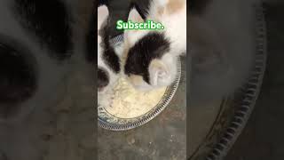 Baby cat eating food😋shorts cat pet babycat trending viralshort [upl. by Emarie619]