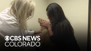 Proposition 129 outcome to impact future of Colorados veterinarian shortage [upl. by Sashenka]