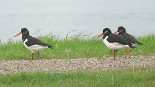 Eurasian Oystercatcher Haematopus ostralegus Rozenburg ZH the Netherlands 10 Nov 2024 21 [upl. by Royo]