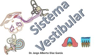 Sistema vestibular resumen [upl. by Geddes]