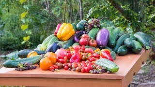 Permaculture Gardening Harvest Backyard Sustainable Food Forest [upl. by Asiluj]