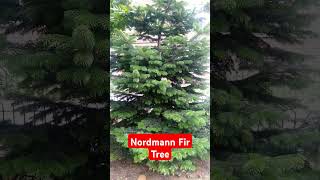 Nordmann Fir Tree [upl. by Marsden]