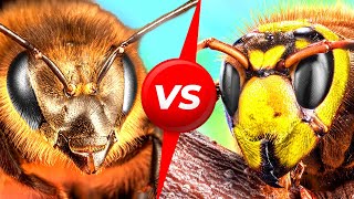 Japanese Bees Do One Insane Thing to Defeat Giant Hornets [upl. by Ormond276]