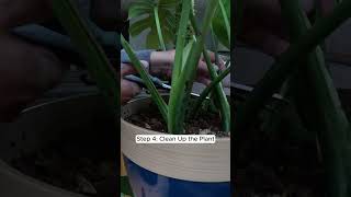 Monstera Monday How to Propagate a Monstera Leaf StepbyStep Guide for Healthy Growth [upl. by Nalaf513]