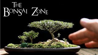 The Bonsai Zone Early Work on My Show Trees Part 1 July 2017 [upl. by Ebsen]