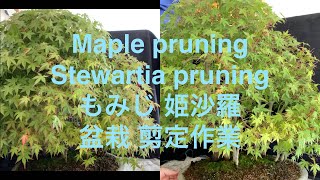 もみじ盆栽と姫沙羅の盆栽 Bonsai Maple Stewartia [upl. by Kirred362]