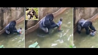 Gorilla Shot Dead In Cincinnati Zoo After 4YearOld Falls Into Enclosure [upl. by Ettennad226]