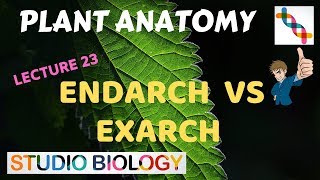 Plant Anatomy 23  Endarch vs Exarch conditions [upl. by Nikal]