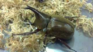 HD Xylotrupes pubescens from Kingdom of Beetle Taiwan origin PhilippinesMP4 [upl. by Siravrat]