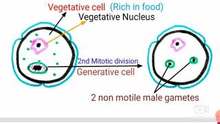 Development of Male Gametophyte [upl. by Martijn]