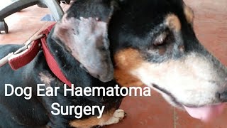 Dog Ear Haematoma Surgery Vet Visit [upl. by Studner]