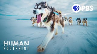 Sled Dogs The Most Extreme Distance Athletes on Earth [upl. by Enyale74]