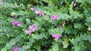 Polygala myrtifolia  Myrtleleaf Milkwort Sweet Pea Shrub [upl. by Getraer]