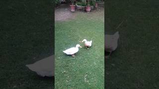 Pet Lover viralvideoduckloverforyouduckslovershortsfeedshortsvideopetssubkuch [upl. by Amles]