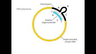 Site Directed Mutagenesis Animation I CSIR NET Life Science I GATE Life Science I DBT JRF [upl. by Enilamme58]