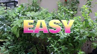 Easy DIY Hydroponic Grow System Explained in 3 Minutes [upl. by Engvall685]