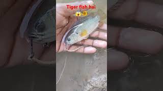 fish a machalia tiger fish hai essey fishing karna bhaut he jada khatra k bat hota hai fishing🐠😱😱 [upl. by Nennerb]