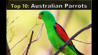 Top 10 Australian Parrots [upl. by Johan43]