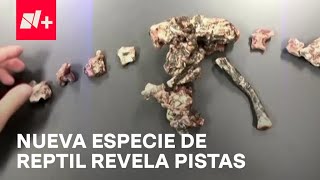 Especie de reptil podría aportar nuevas pistas sobre origen de dinosaurios  Despierta [upl. by Lirpa]