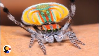 Peacock Spider Dances To Save His Life  The Dodo [upl. by Haret]