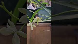 章魚蘭 Encyclia radiata plants 蘭花 orchid 植物 [upl. by Latyrc758]