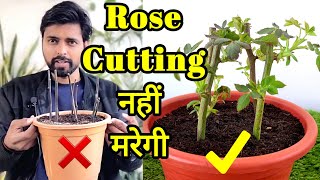 3 methods to grow ROSE from cuttings गुलाब कि कटिंग उगाने के 3 तरीके [upl. by Gertie]