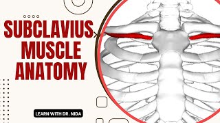 Subclavius Muscle Anatomy Origin Insertion Nerve Supply amp Action  Subclavius Muscle Explanation [upl. by Walther]