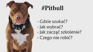 Jak wychować szczeniaka  Pitbull na tapecie [upl. by Celeste]