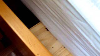 bedbug frenzy during heat treatment [upl. by Nodal]