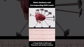 Heart anatomy amp corresponding ecg leads [upl. by Fleming]