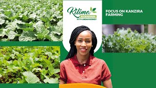 Focus On Kanzira Farming  Kilimo na Biashara [upl. by Ytsirc]