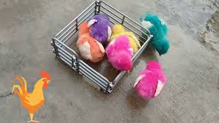 colorful chickens drinking small chickens eating chickens in the coop cute chicken cows chikens [upl. by Ellene]