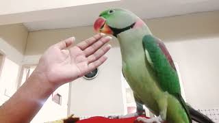 Beautiful Parrot Talking  Alexandrine Parrot [upl. by Yanahc]