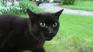 funny Cats and kittens meowing Compilation Funnyplox [upl. by Coh]