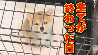 子犬が噛まれ、そして全てが終わった・・・ [upl. by Christoph132]