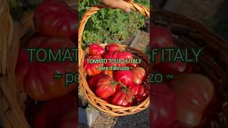 Tomato Tour of Italy  1 of 20 🍅🇮🇹 Region Abruzzo shorts garden tomato food [upl. by Alehtse]