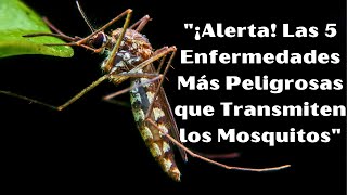 quotEnfermedades Transmitidas por Mosquitosquot SaludPública EducaciónSalud ProtecciónContraMosquitos [upl. by Pazice]