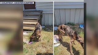 About 20 emaciated dogs now in recovery  FOX 7 Austin [upl. by Anwad170]