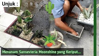 Unjuk  Menanam Tanaman Sansevieria Moonshine Keriput [upl. by Neela426]