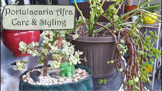 Portulacaria Afra Care and Propagation  Elephant Bush Care [upl. by Abixah172]