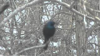 Titlark Bird Anthus Ludovicianus [upl. by Mcdade]