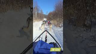 Dog Sledding in Listvyanka Irkutsk Oblast Russia [upl. by Asaert]