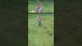 Grass Cutting Spectacle Transforming an Overgrown Yard Wonderfully [upl. by Fujio]