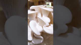 🌱 Discover the Magic of Mushroom Farming 🍄 [upl. by Ecinhoj]