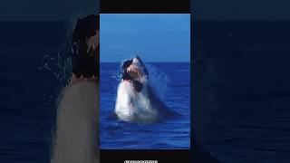 Great white shark Orca vs Great white shark explore worldwide creature [upl. by Pazice23]