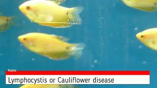 Lymphocystis or Cauliflower disease viral infection in aquarium fish here gourami Tricho [upl. by Ebsen]