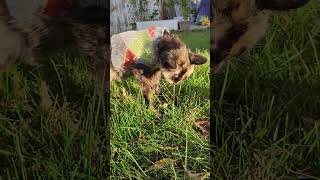 Sweet Maggie enjoying some time in the grass before heading to the vet on her last day on the 15th [upl. by Mia]