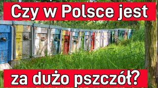 Czy w Polsce jest za dużo pszczół Ile uli na km2 [upl. by Coffin684]